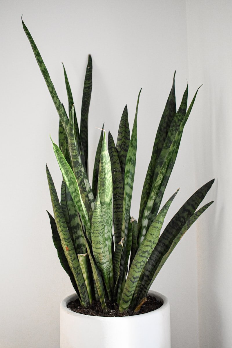 Snake Plant (Sansevieria)